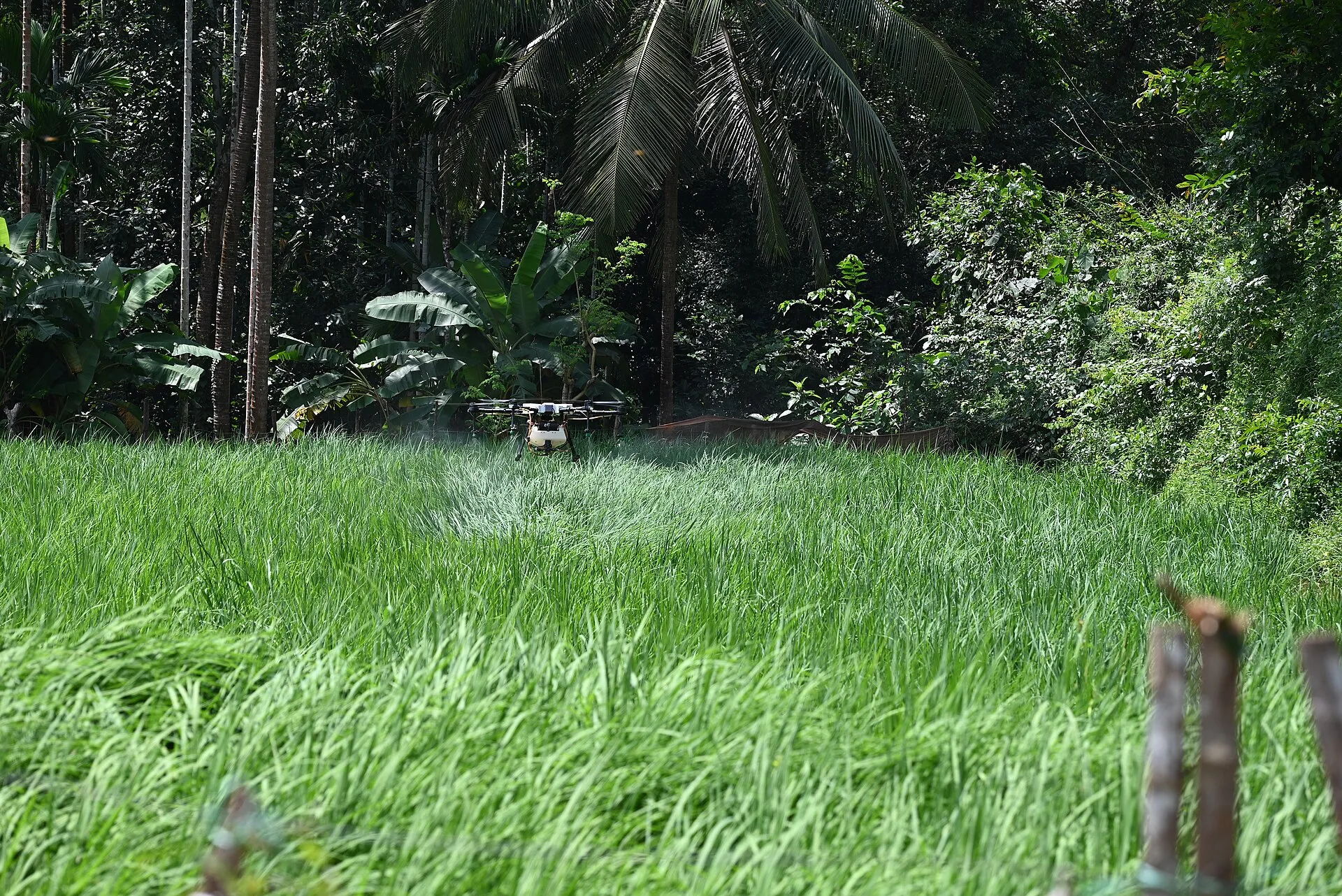 Agricultural drone spraying a green field